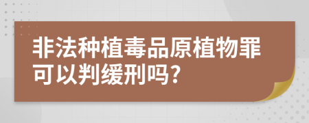 非法种植毒品原植物罪可以判缓刑吗?