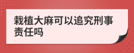 栽植大麻可以追究刑事责任吗