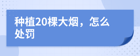 种植20棵大烟，怎么处罚