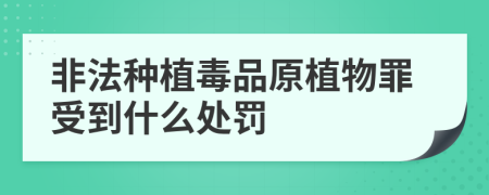 非法种植毒品原植物罪受到什么处罚