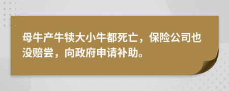 母牛产牛犊大小牛都死亡，保险公司也没赔尝，向政府申请补助。