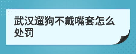 武汉遛狗不戴嘴套怎么处罚