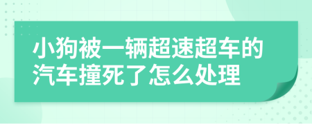 小狗被一辆超速超车的汽车撞死了怎么处理