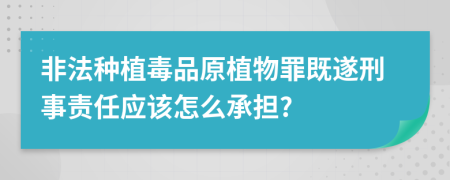 非法种植毒品原植物罪既遂刑事责任应该怎么承担?