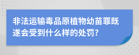 非法运输毒品原植物幼苗罪既遂会受到什么样的处罚?