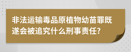 非法运输毒品原植物幼苗罪既遂会被追究什么刑事责任?