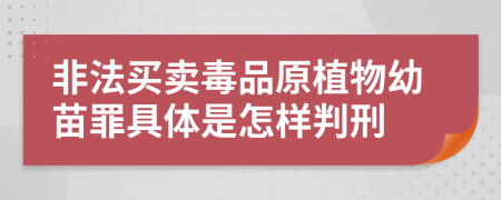 非法买卖毒品原植物幼苗罪具体是怎样判刑