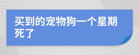 买到的宠物狗一个星期死了
