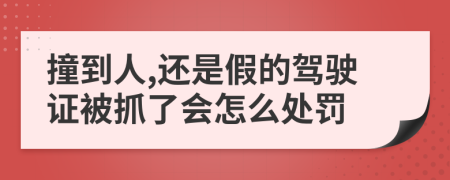 撞到人,还是假的驾驶证被抓了会怎么处罚