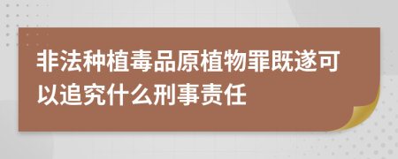 非法种植毒品原植物罪既遂可以追究什么刑事责任