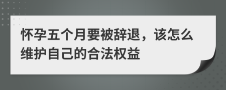 怀孕五个月要被辞退，该怎么维护自己的合法权益