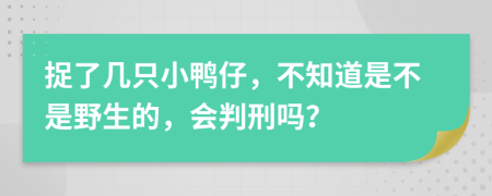 捉了几只小鸭仔，不知道是不是野生的，会判刑吗？