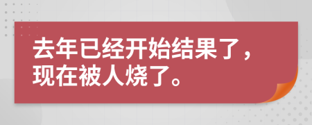 去年已经开始结果了，现在被人烧了。