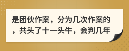 是团伙作案，分为几次作案的，共头了十一头牛，会判几年