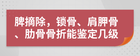 脾摘除，锁骨、肩胛骨、肋骨骨折能鉴定几级