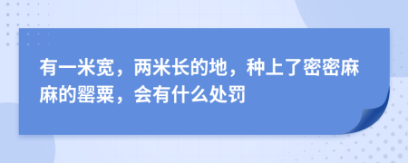 有一米宽，两米长的地，种上了密密麻麻的罂粟，会有什么处罚