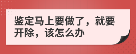 鉴定马上要做了，就要开除，该怎么办