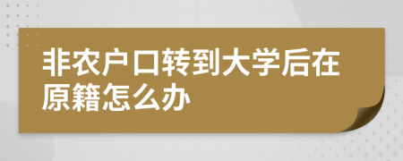 非农户口转到大学后在原籍怎么办