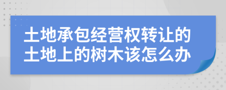 土地承包经营权转让的土地上的树木该怎么办