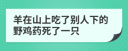 羊在山上吃了别人下的野鸡药死了一只