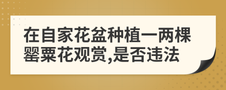 在自家花盆种植一两棵罂粟花观赏,是否违法