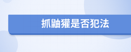 抓鼬獾是否犯法