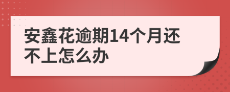 安鑫花逾期14个月还不上怎么办