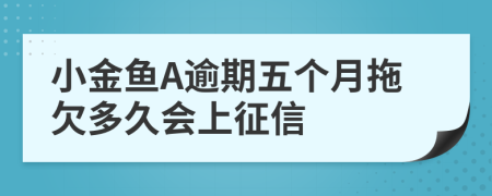 小金鱼A逾期五个月拖欠多久会上征信