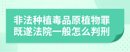 非法种植毒品原植物罪既遂法院一般怎么判刑