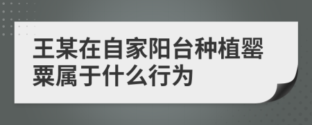  王某在自家阳台种植罂粟属于什么行为