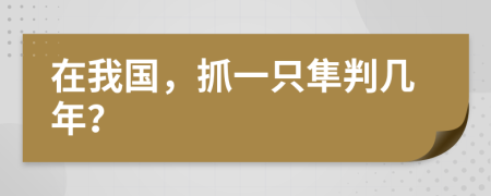 在我国，抓一只隼判几年？