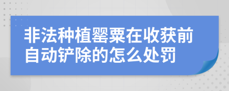 非法种植罂粟在收获前自动铲除的怎么处罚