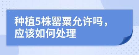 种植5株罂粟允许吗，应该如何处理