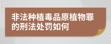非法种植毒品原植物罪的刑法处罚如何