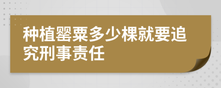 种植罂粟多少棵就要追究刑事责任
