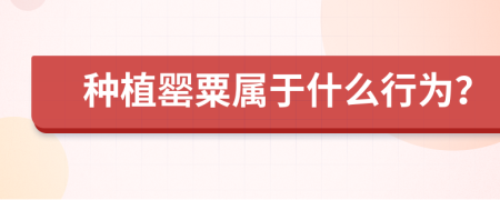 种植罂粟属于什么行为？