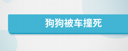 狗狗被车撞死