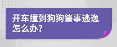 开车撞到狗狗肇事逃逸怎么办？