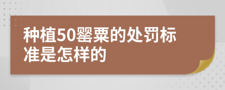 种植50罂粟的处罚标准是怎样的