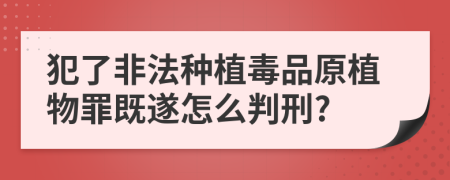 犯了非法种植毒品原植物罪既遂怎么判刑?