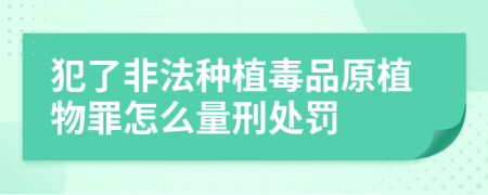 犯了非法种植毒品原植物罪怎么量刑处罚