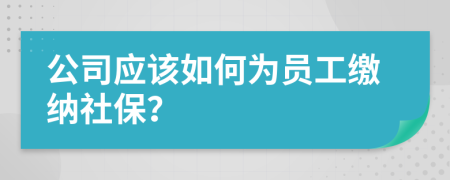 公司应该如何为员工缴纳社保？
