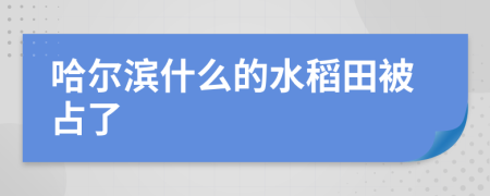 哈尔滨什么的水稻田被占了