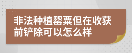 非法种植罂粟但在收获前铲除可以怎么样