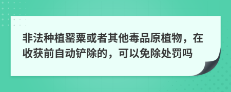 非法种植罂粟或者其他毒品原植物，在收获前自动铲除的，可以免除处罚吗